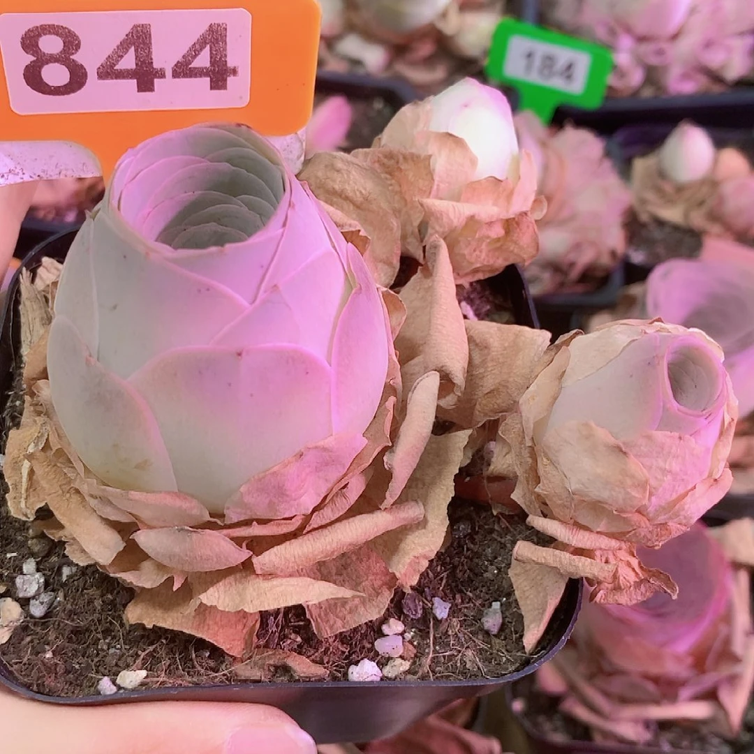 山地玫瑰一物一拍844凤玥