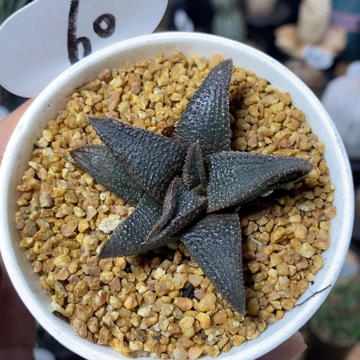 十二卷黑王寿60号5.5cm