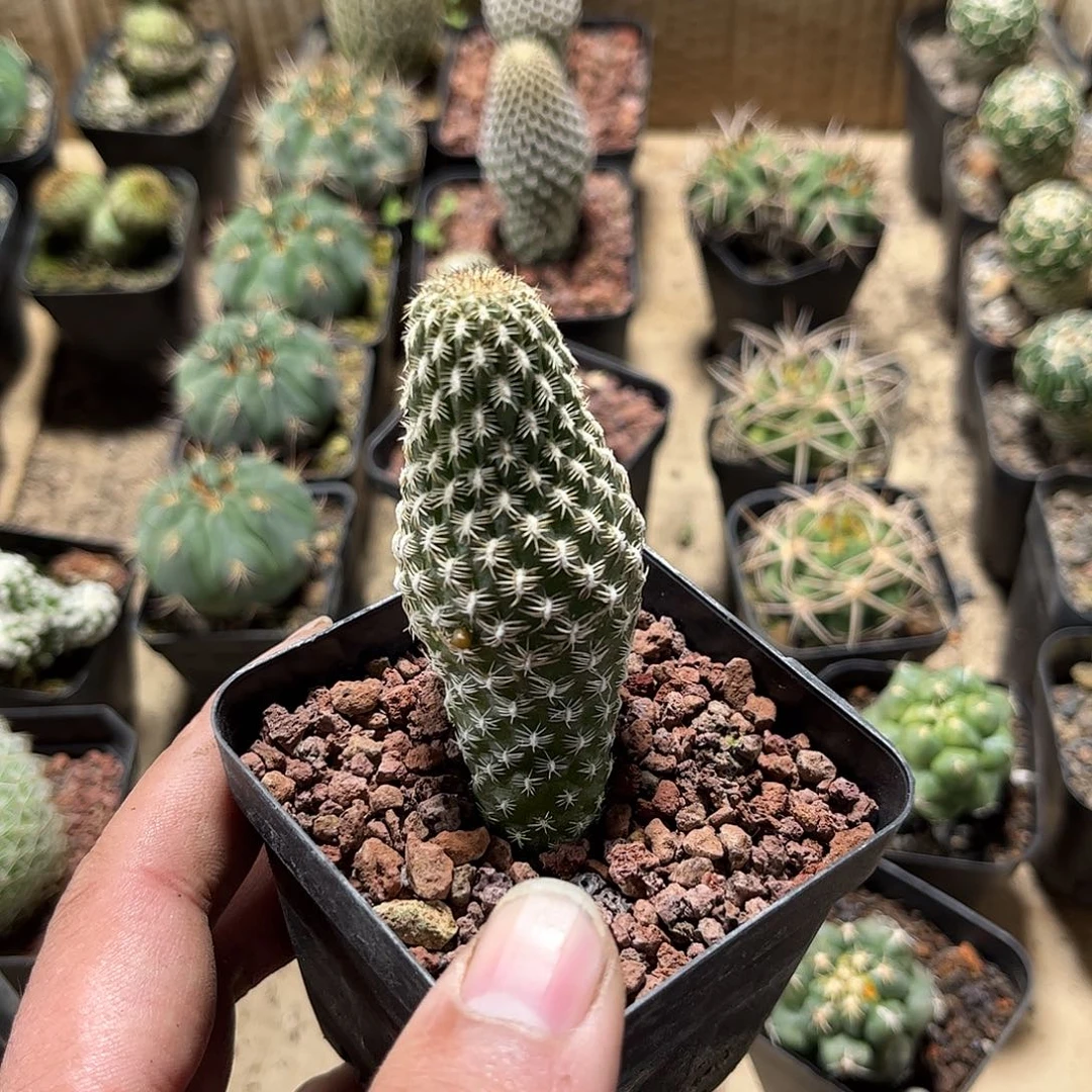 就这个死样子单头