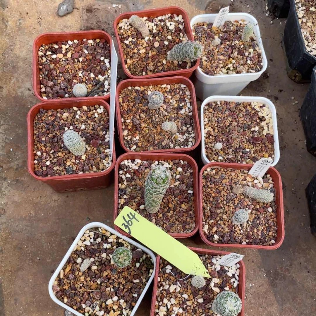 圆锥玉所有的实生仙人球