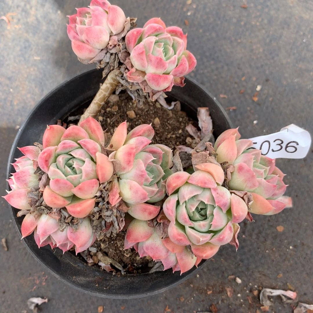 5036杂交精品基地12厘米