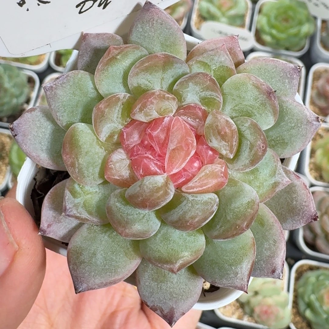 0926-073-编号单头