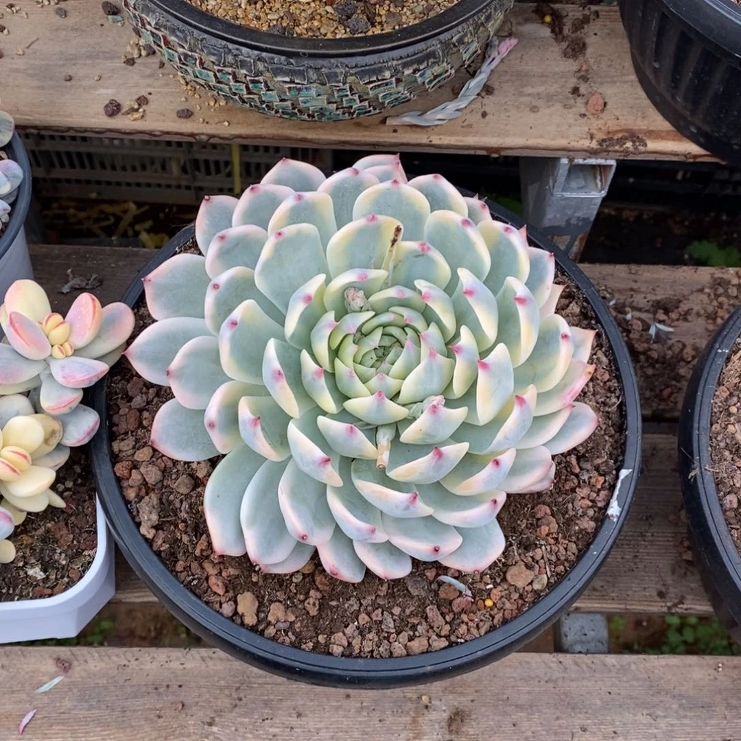 吉娃娃锦多肉植物