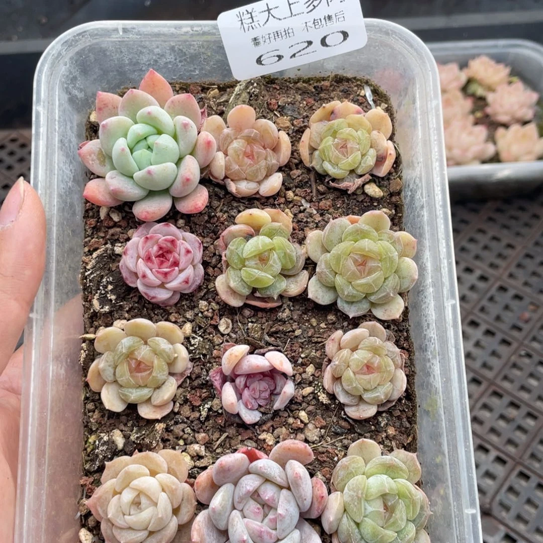 糕大上多肉植物620