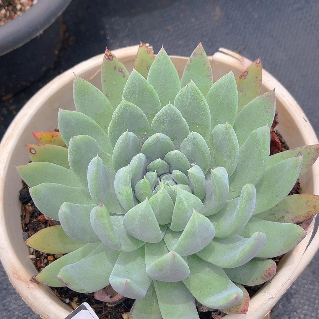 苹果叶杂拇指量拍1122