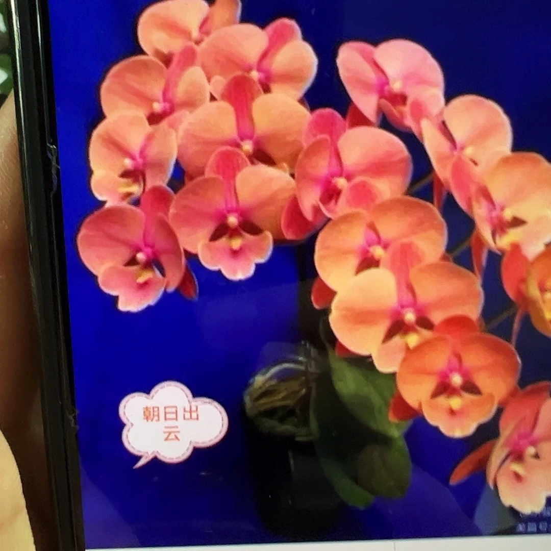 当前无花栽培后可以开花朝日出云浮力请凑单一颗不发货