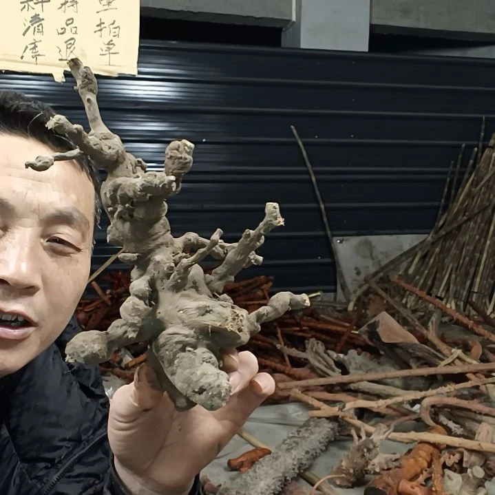 稳定木天***?贵州檬子木   铁马鞭   根艺  半成品