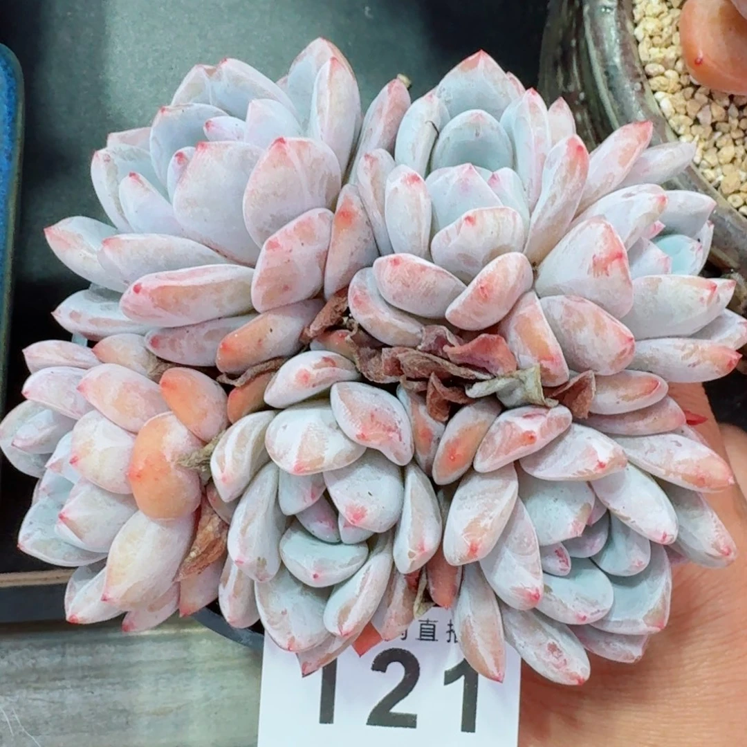 星影群生六头整装无砍愿岁月温柔待你，未来闪闪发光。