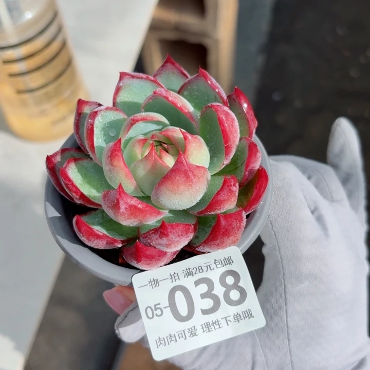 惊鸿无盆土发货多肉多肉