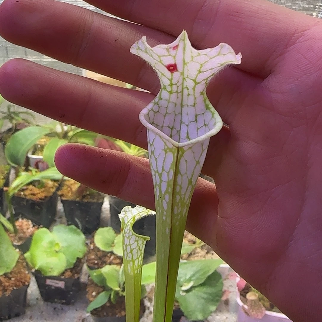 无花朵专拍白飓风