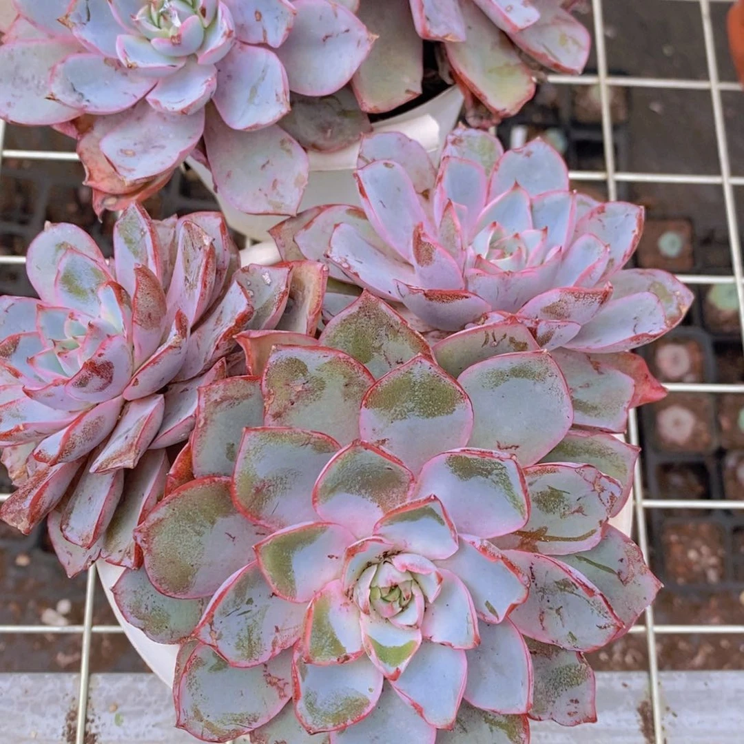 血斑赫拉三头起发老桩
