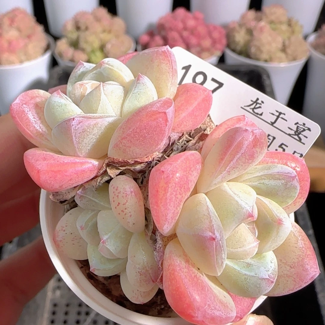 多肉0105-197冰玉三头