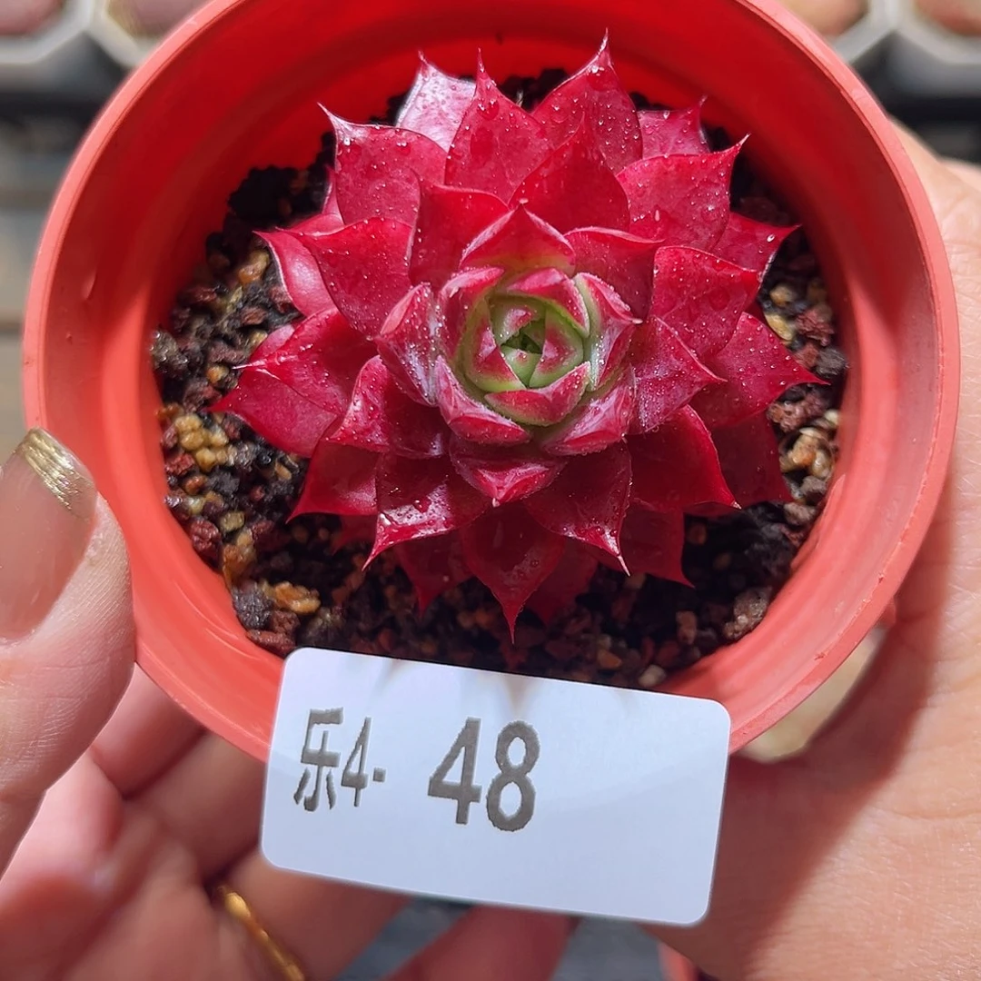 乐4-48 小海螺单头