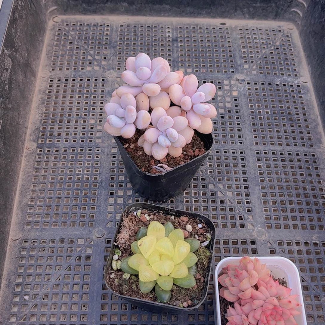 甜**豆多肉648多肉植物