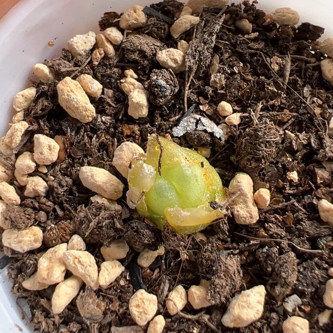 多肉植物125号拉登