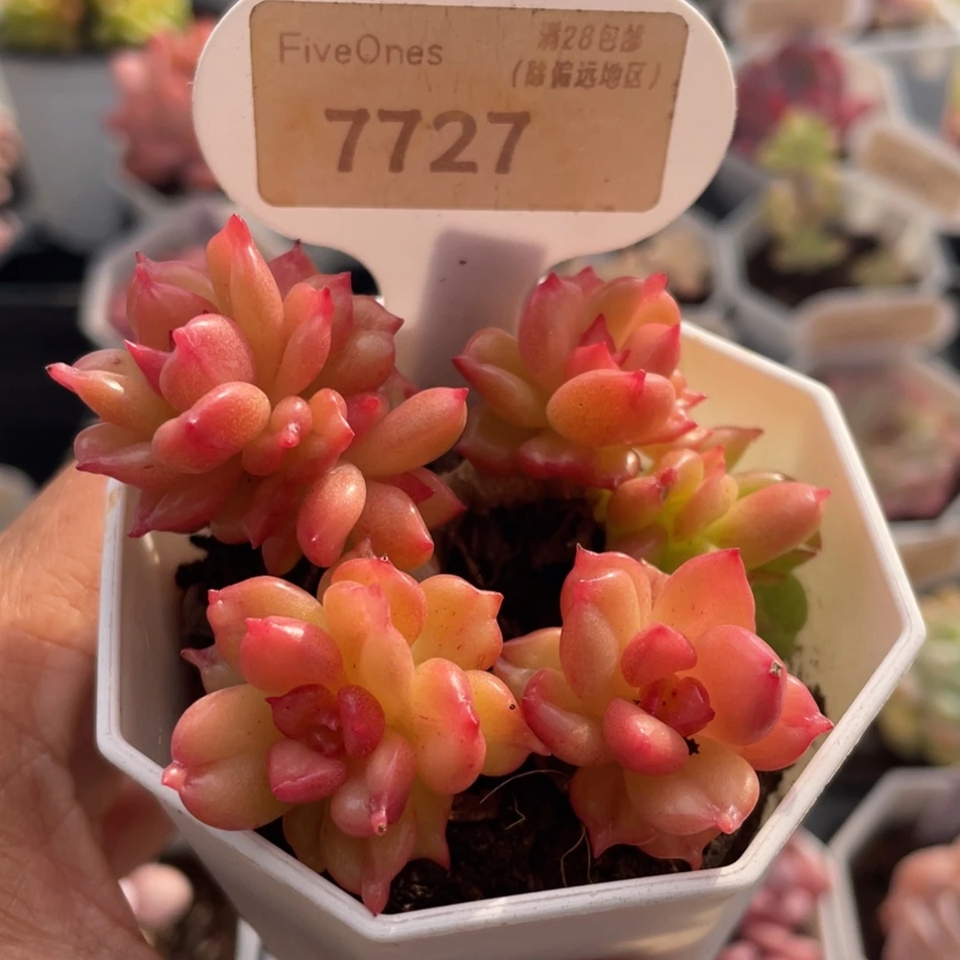 萍果花7727-6.0厘米