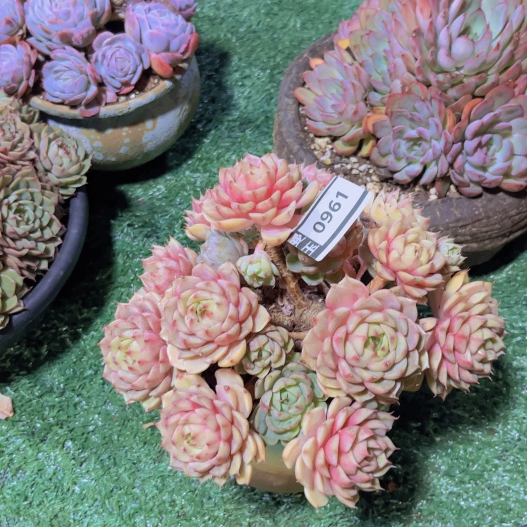 笨吧多肉植物0961