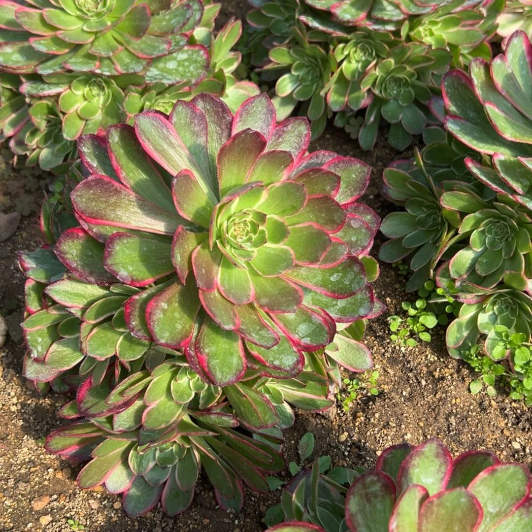 粉花妖 156号18.8一颗