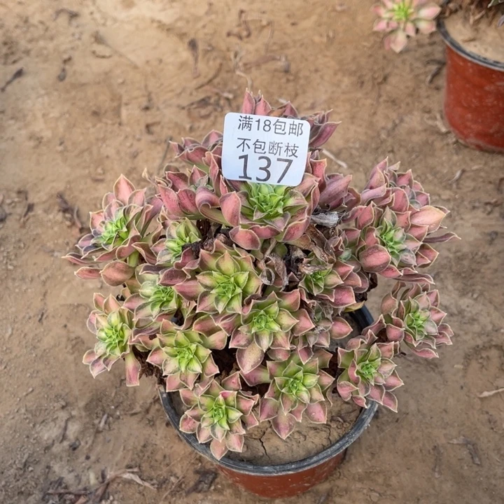 137韶华手捧2号棚