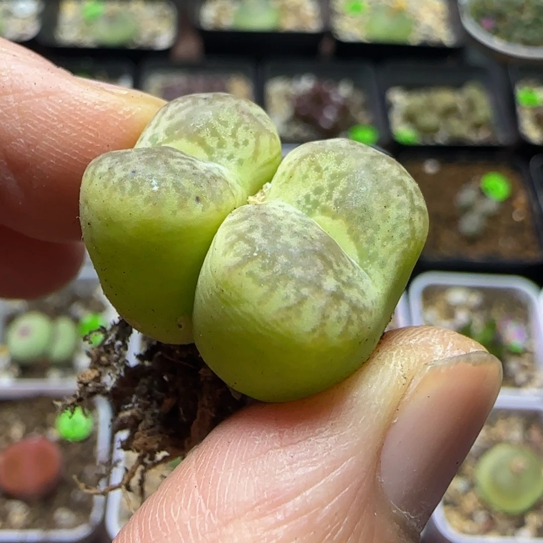 杂交漂亮多肉植物153