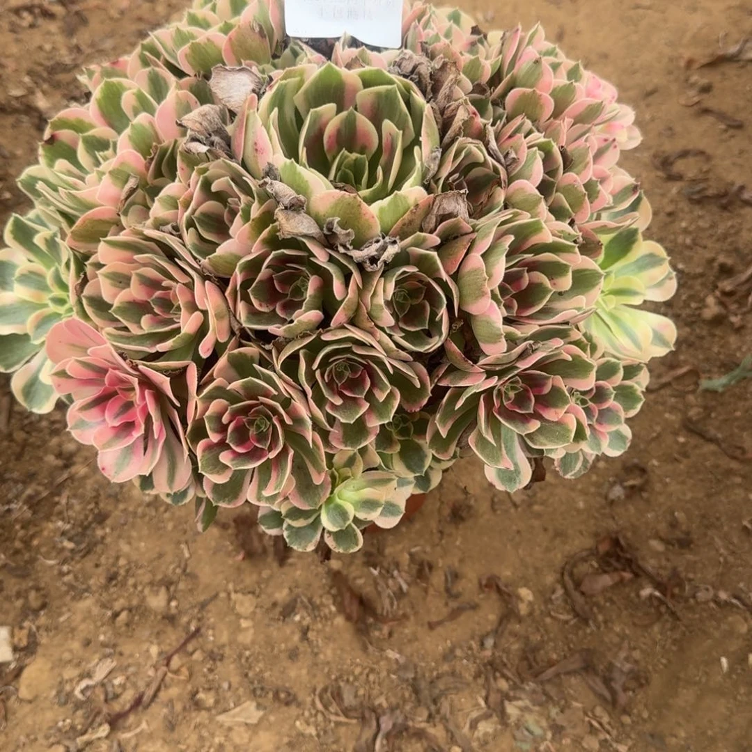 *****841号女郎清棚不包损