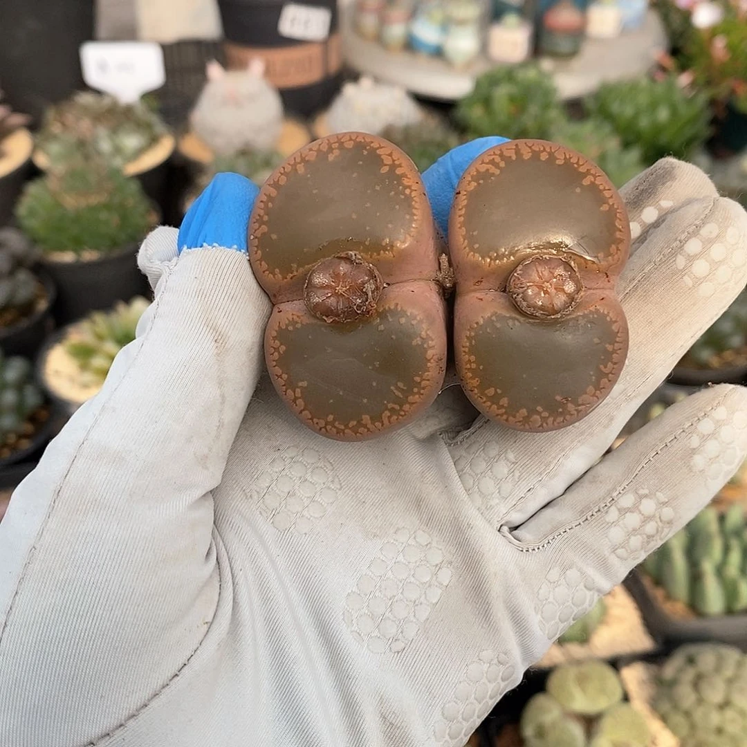 767 净窗大母本(4.6/4.3) 有疤