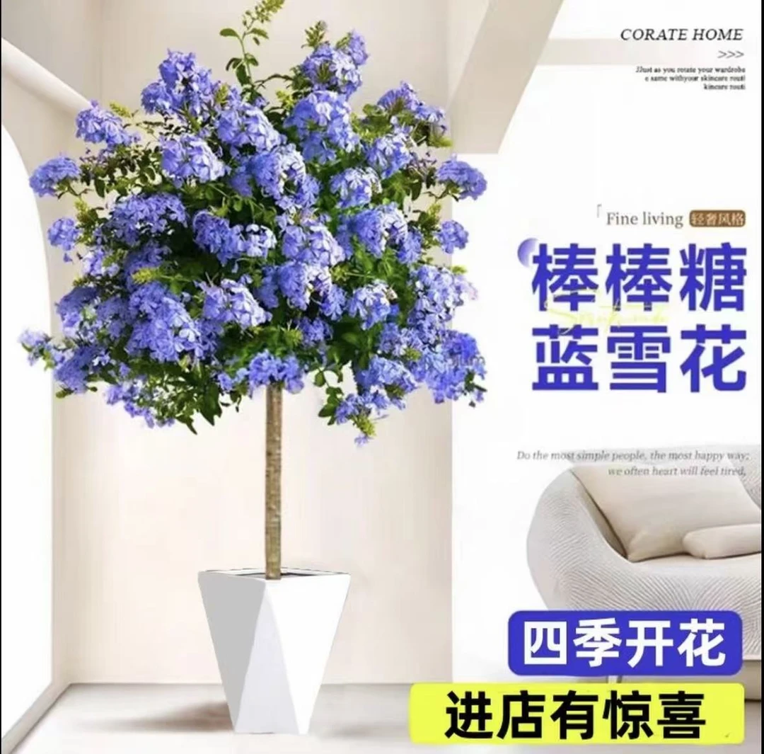 【80-1米】耐热好养的蓝雪花盆栽适合阳台庭院观赏花卉植物