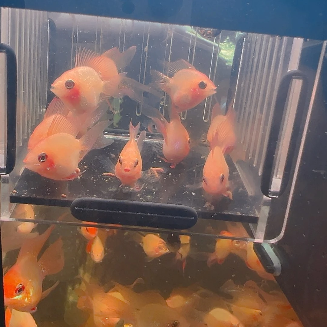 短鲷鱼练手金波10条