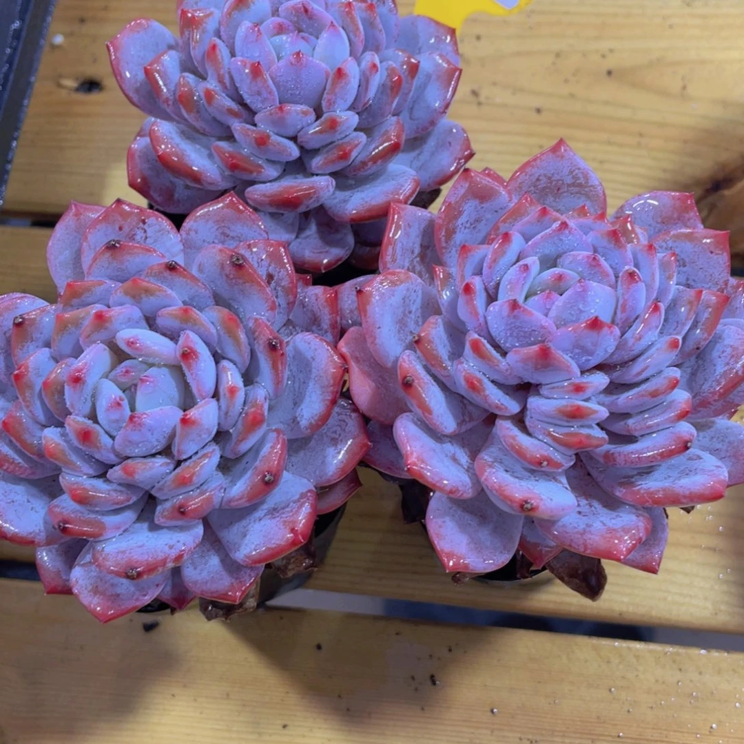 545号 老桩叠叶星星橙三颗