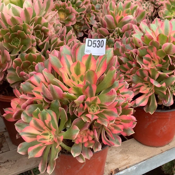 530香妃多肉法师锦