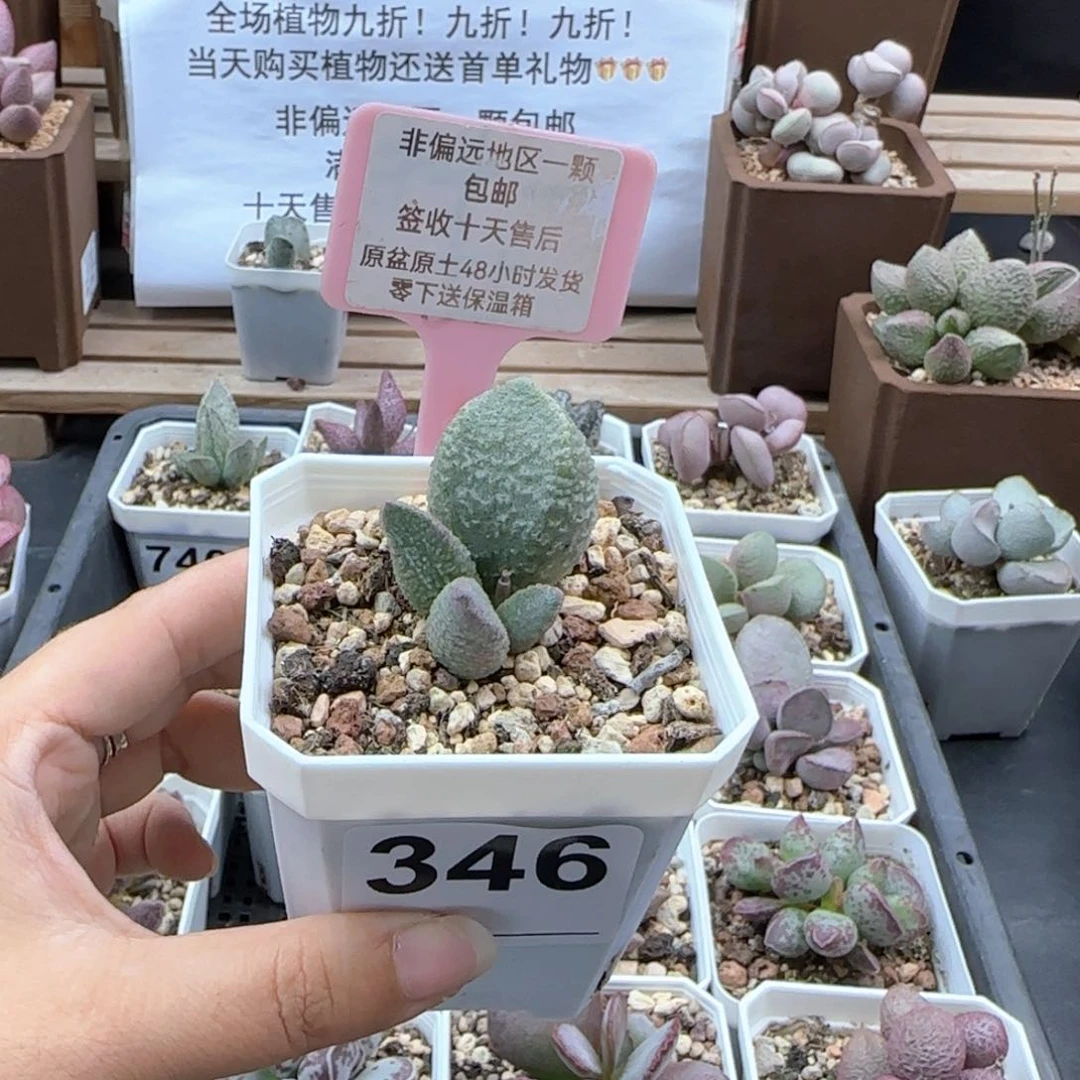 346绿猪肝多肉植物微瑕