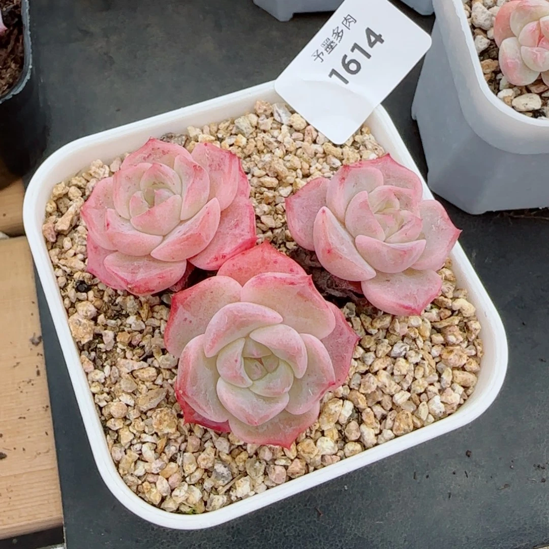 水晶桃子，1614多肉植物