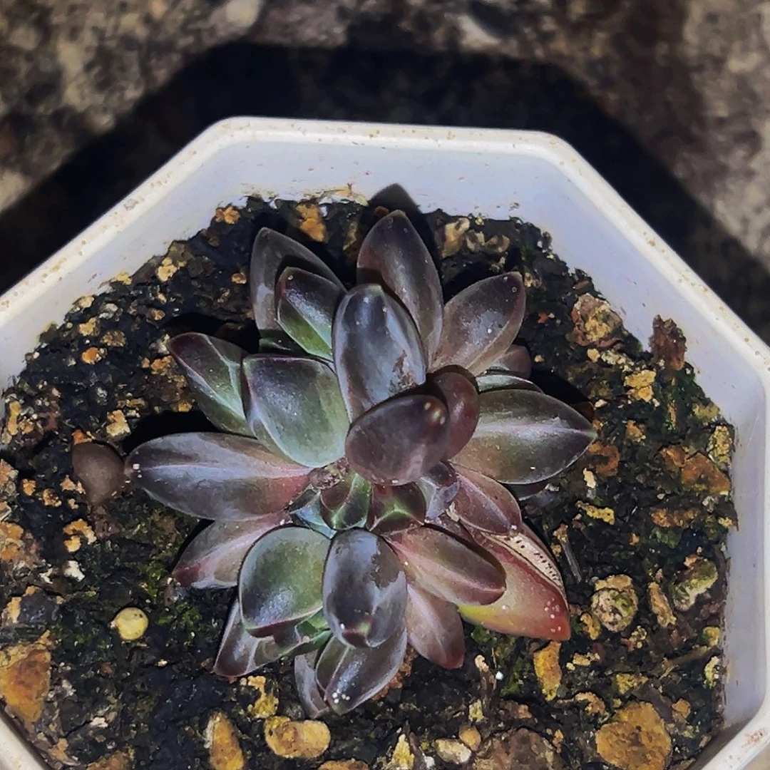 桔云多肉美人精品系列