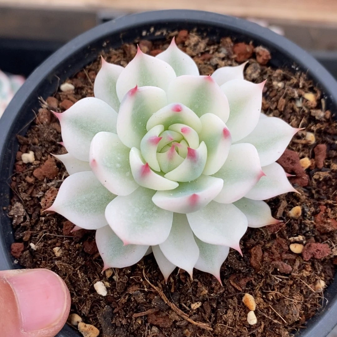 吉娃娃多肉植物9040
