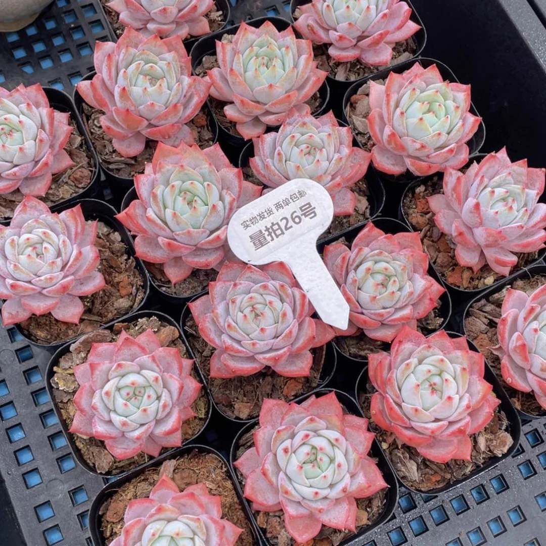 量拍26号韩版粉蓝鸟单头一个