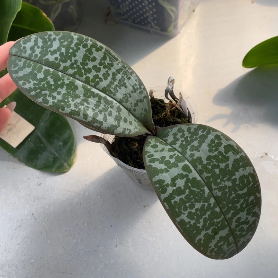 当前无花栽培后可以开花黄史交西