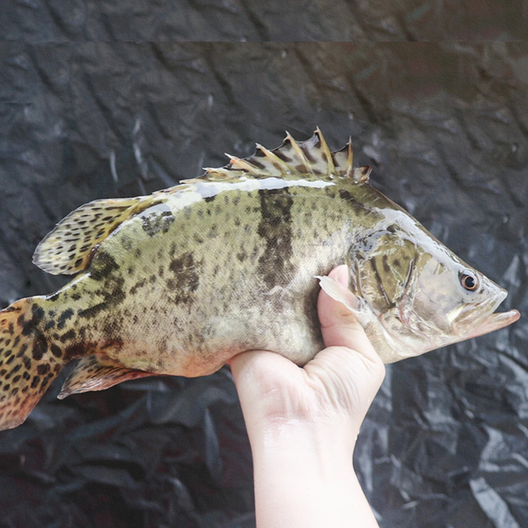 大斑鳜鱼淡水养殖桂花鱼食用鱼冷水翘嘴桂观赏鲑鱼水族小活鱼好养