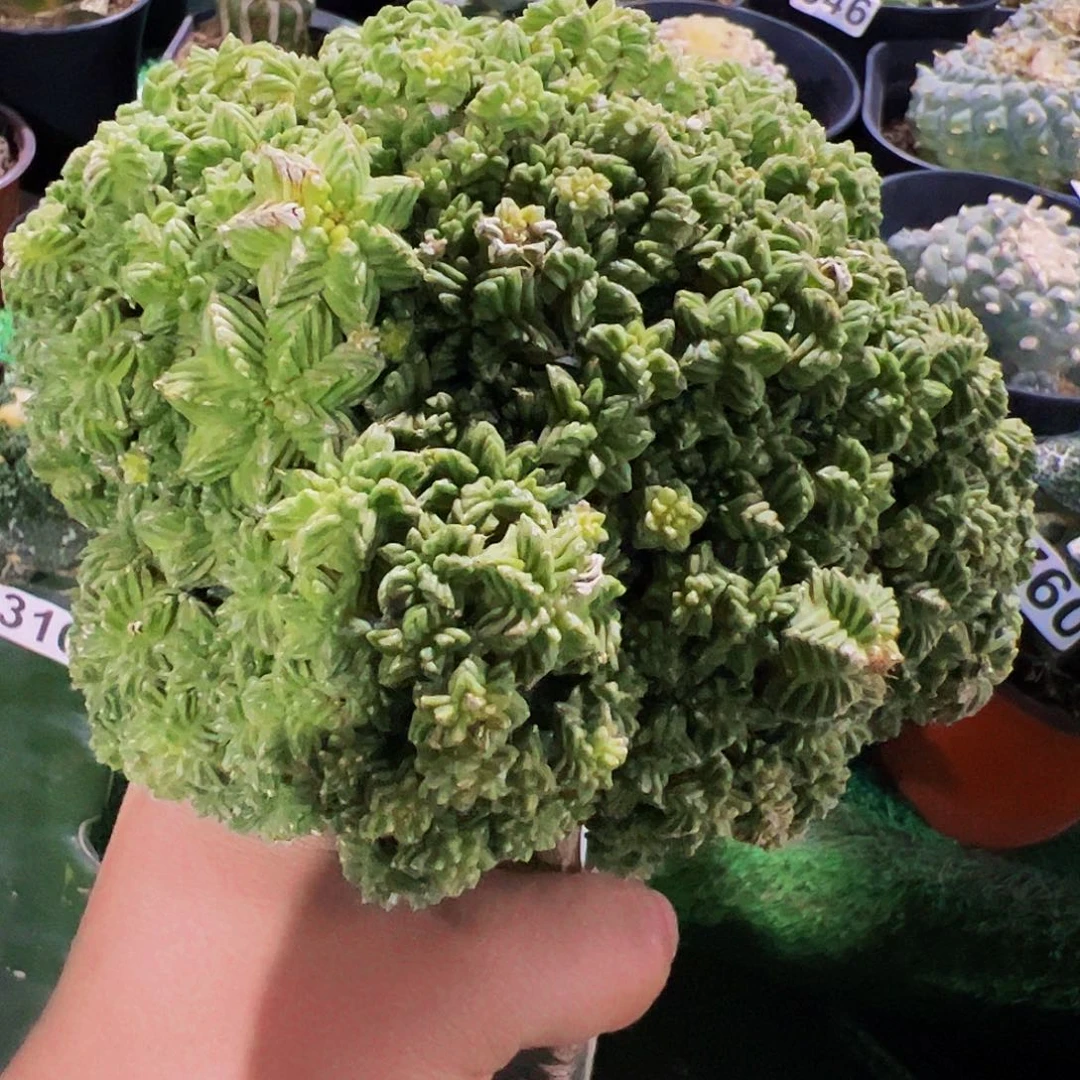 无花朵五星花笼群杆子拔断648