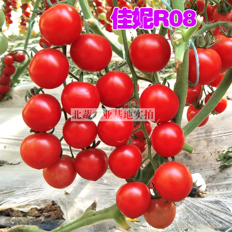 樱桃番茄种子圆形超甜柿子籽红圣女果小柿子籽盆栽四季佳妮R08