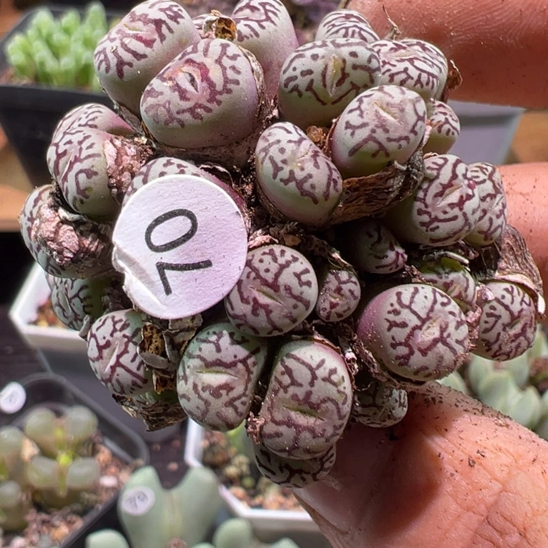 多肉植物111111111111