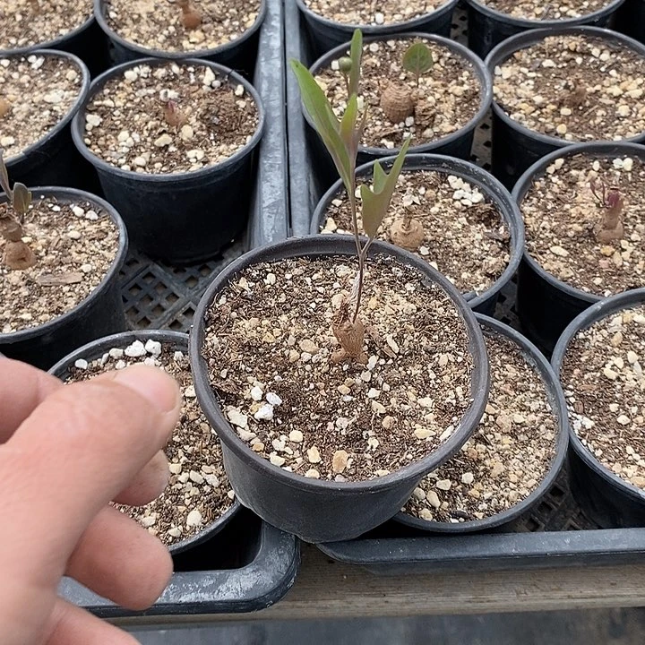 紫花厚敦菊一棵带盆发