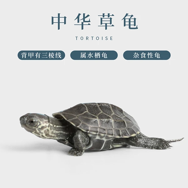 静宝家的龟双十一活体乌龟链接