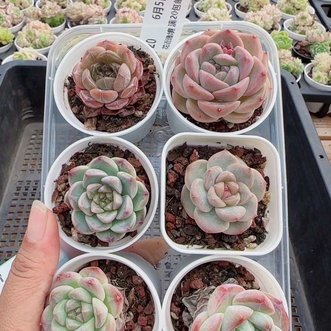 花语逸镜0605-20