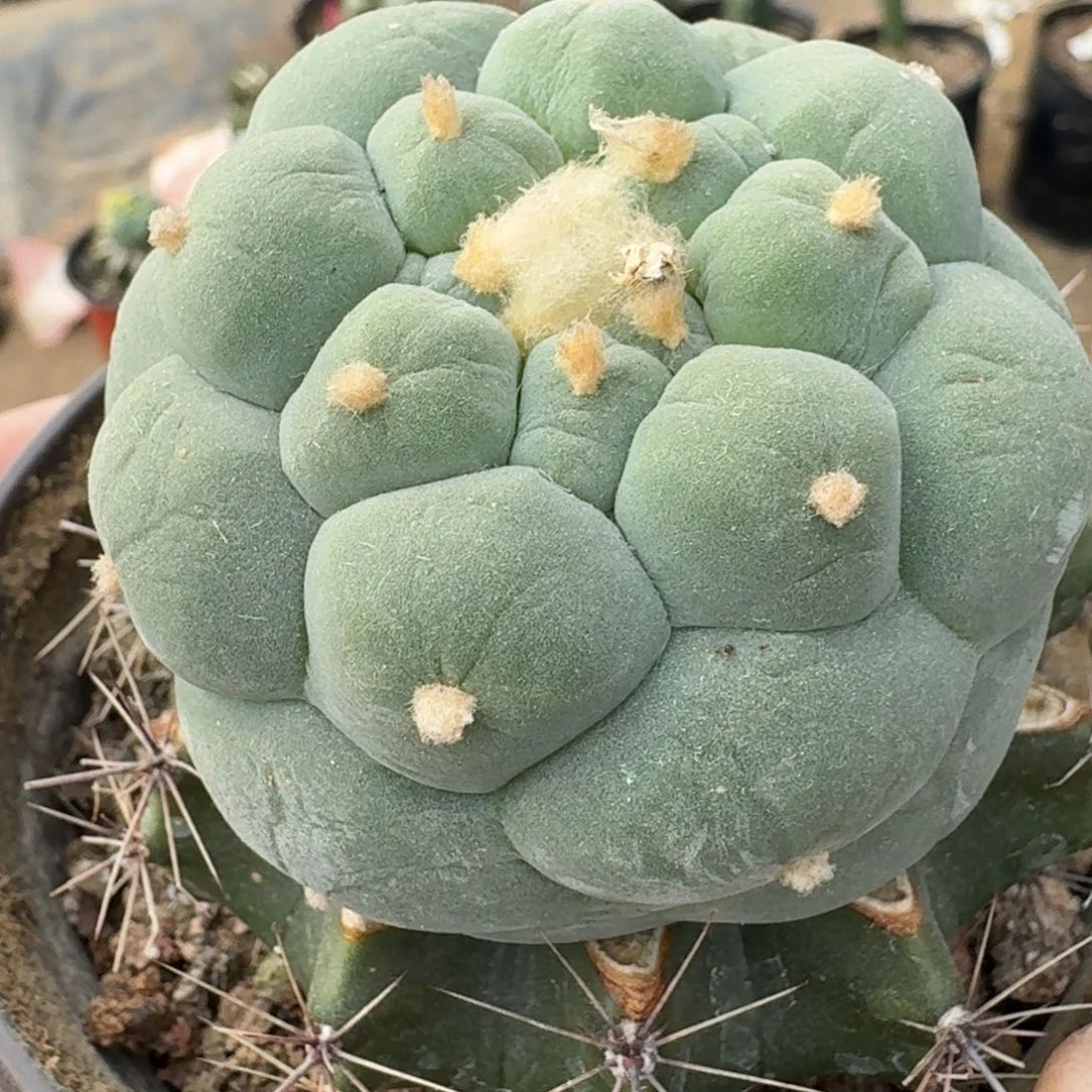 【闪购商品】仲永系圆尤凸尤鲜859