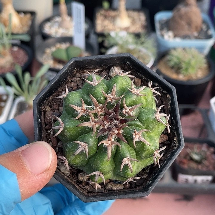 841实生猫爪圆盘玉