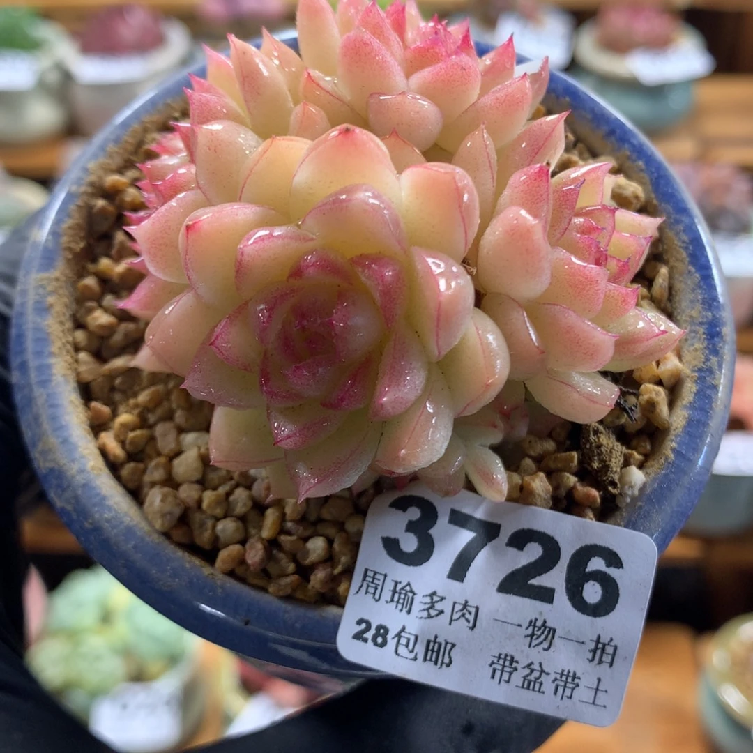 精控多肉植物3726