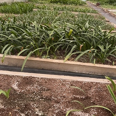 幸***姐甜密5花孔雀6樱桃6鬼魅4双梦5五棵一组