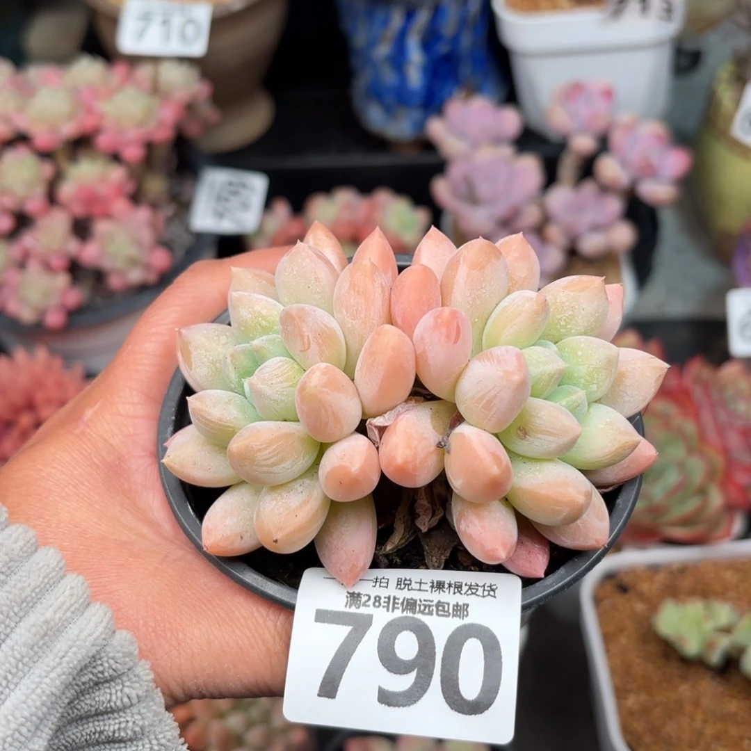 星空美人无盆土发货