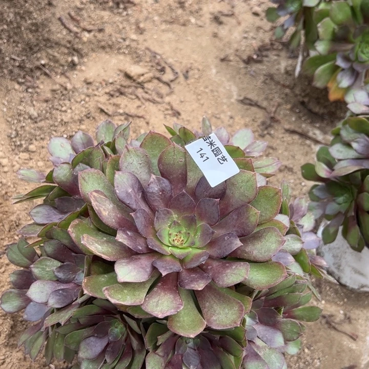 桃花石多肉植物141