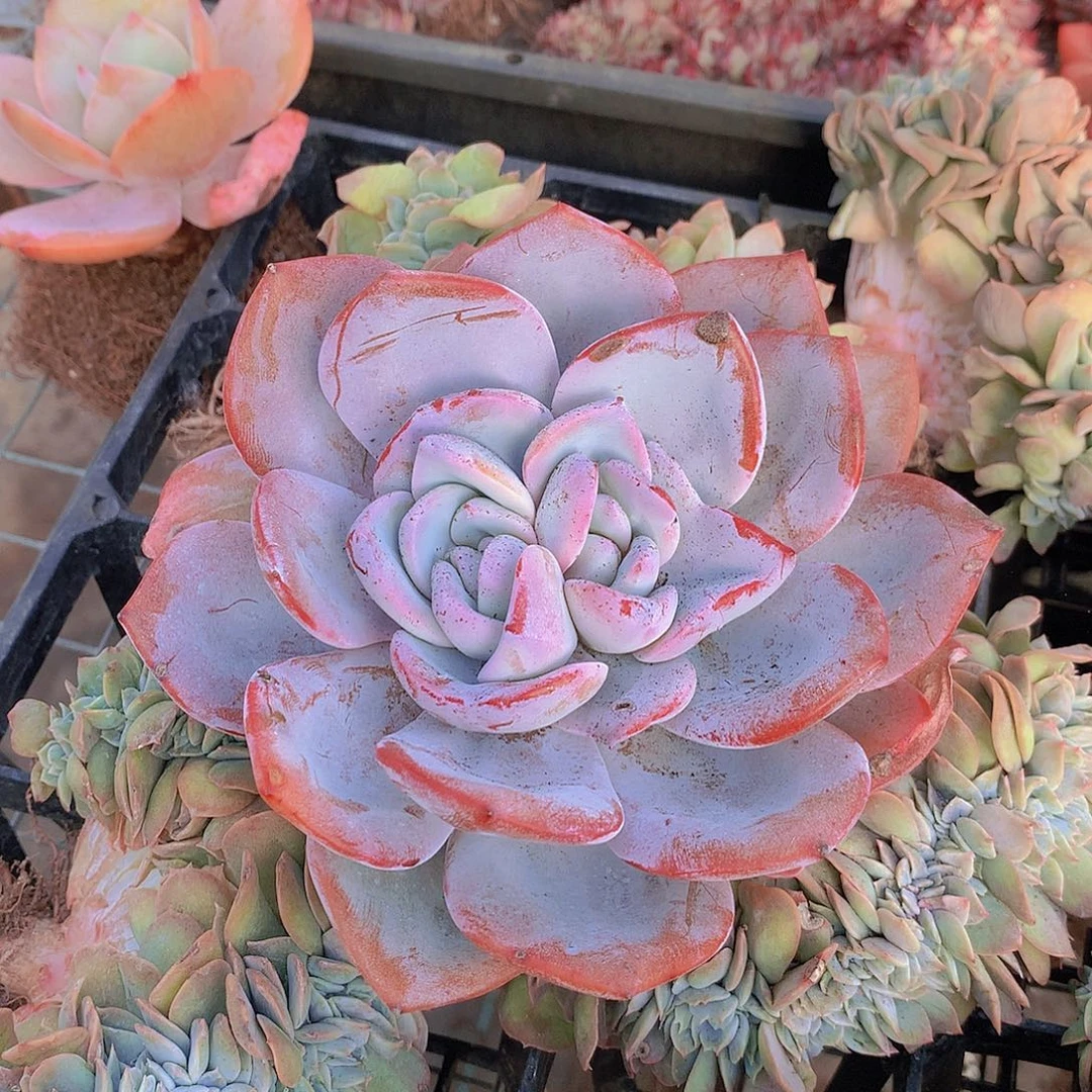 双心韩奶茶一物一拍ertyuuiiiio